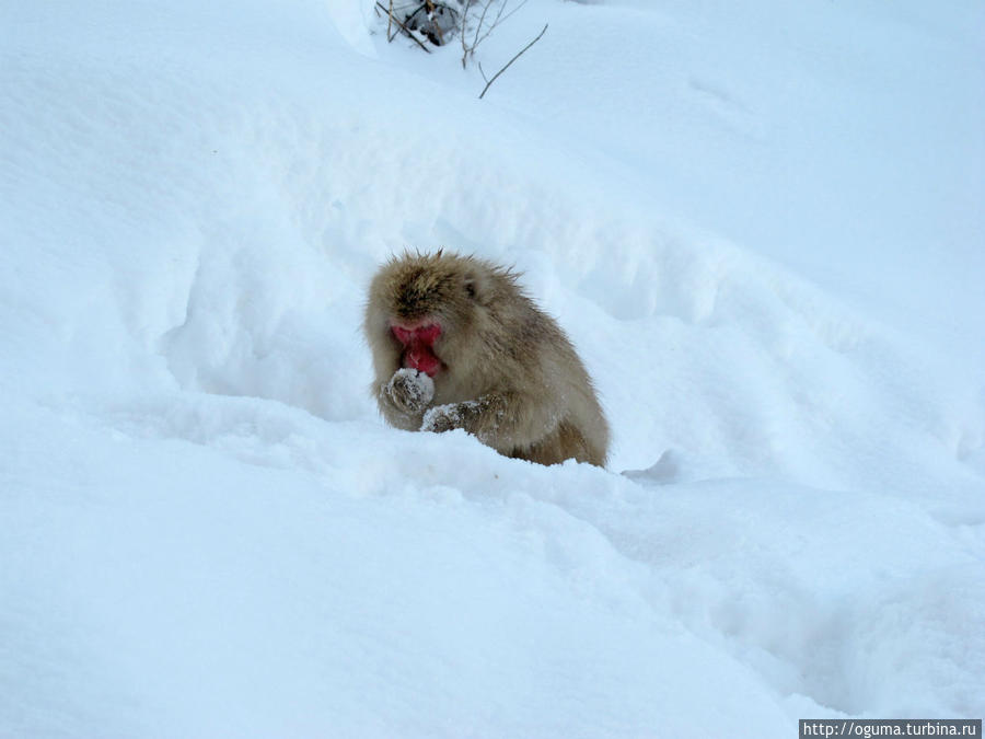 В гостях у снежных обезьян Нагано, Япония