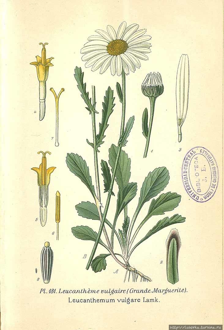 Ромашка (Leucanthemum vulgare) — национальный цветок Латвии Латвия