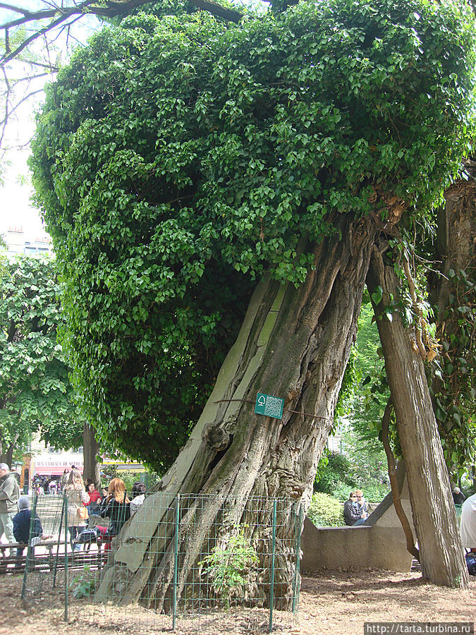 Дереву более 400 лет, а оно живет и зеленеет. Париж, Франция