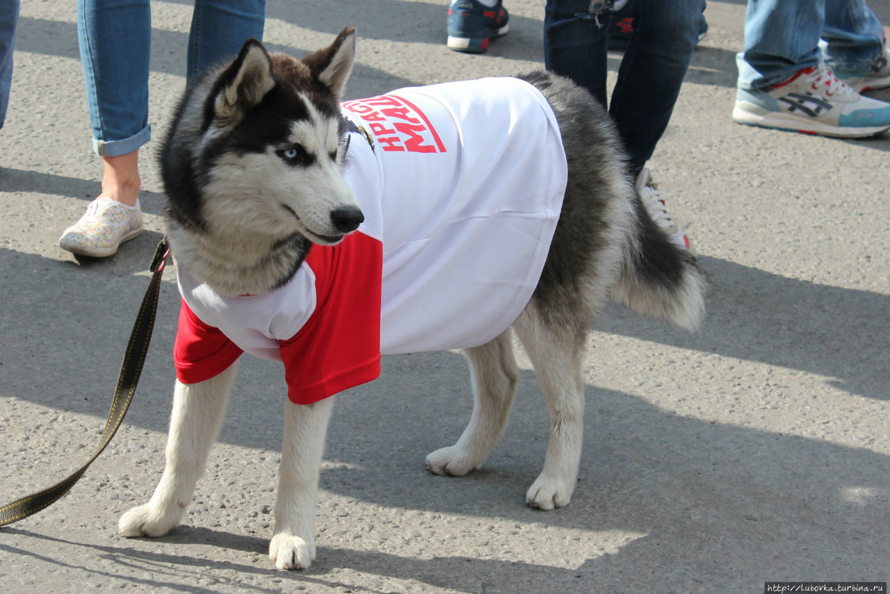 Конюшенная площадь 2016 Санкт-Петербург, Россия