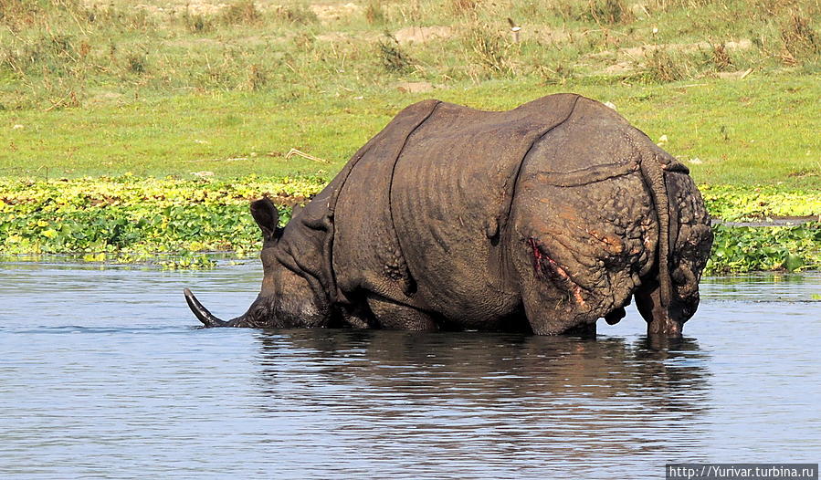 Читванский носорог очень отличается от африканского — он как будто одет в средневековые латы. Читван Национальный Парк, Непал