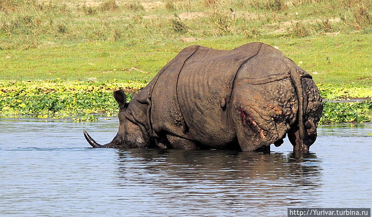 Читванский носорог очень 