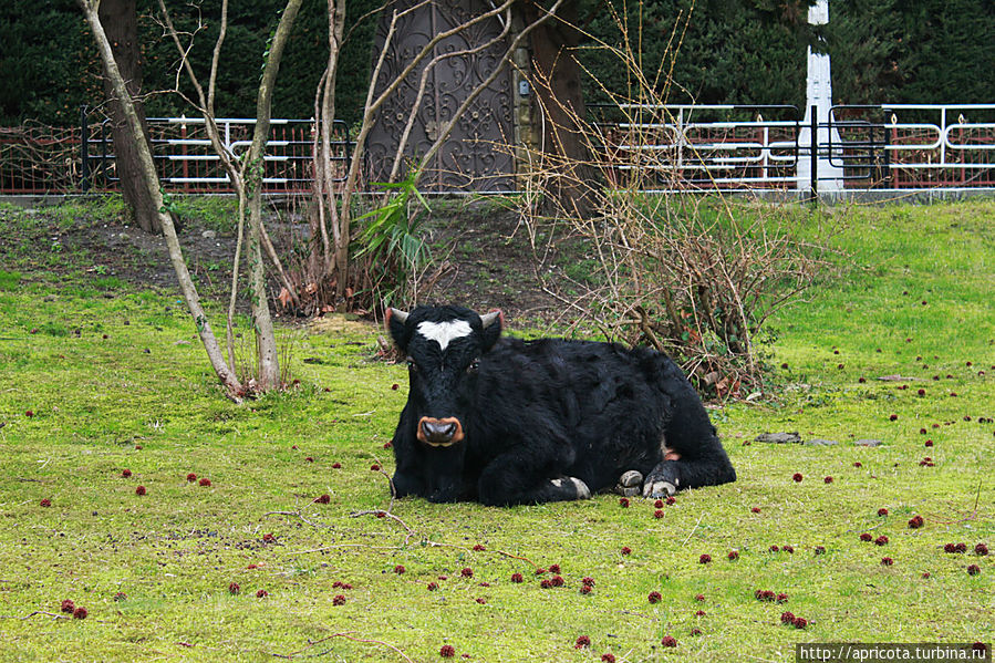 в центре города у гостиницы