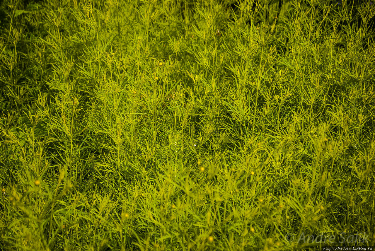 Ботанический сад в июне Рига, Латвия