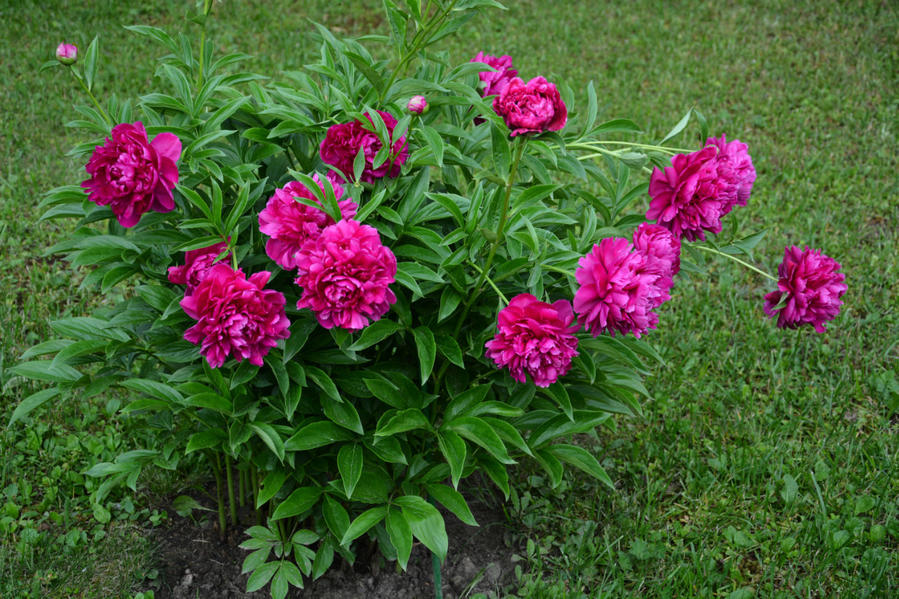 Ода пионам Москва и Московская область, Россия