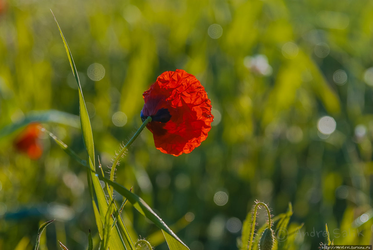 Маковое поле у фермерского дома в Испании Испания