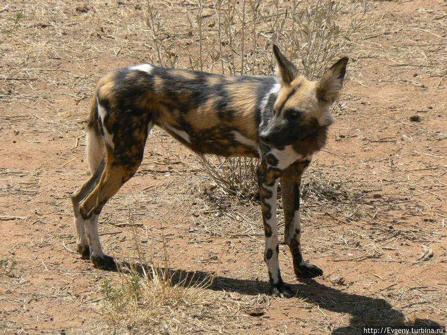 Африканская дикая собака Намибия