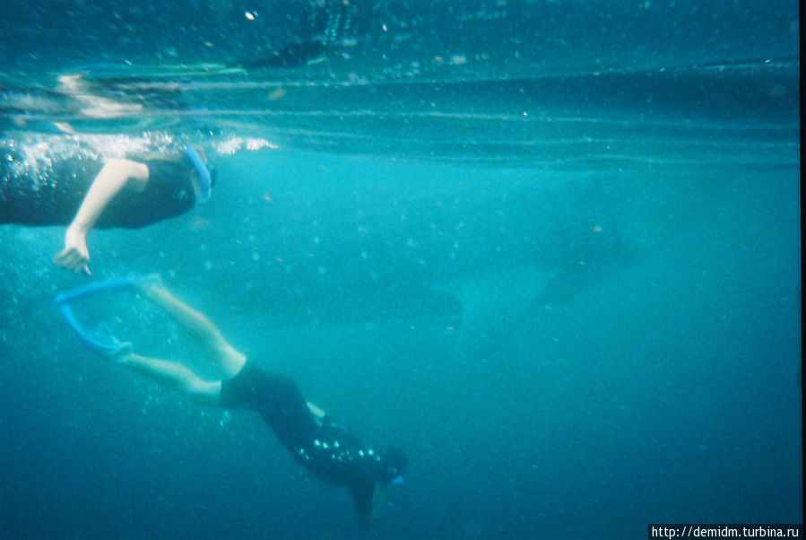 За качество подводных фотографий извиняюсь — сделаны на подводную одноразувую пленочную мыльницу. Канкун, Мексика