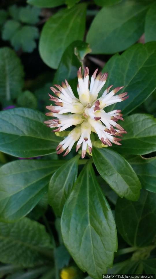 Да здравствует Весна Херлен, Нидерланды