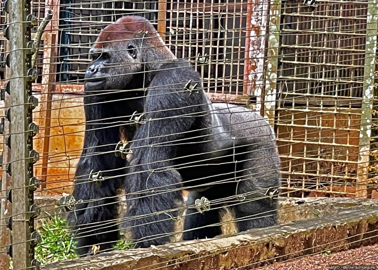 Обезьяний заповедник Мефу / Méfou Primate Sanctuary