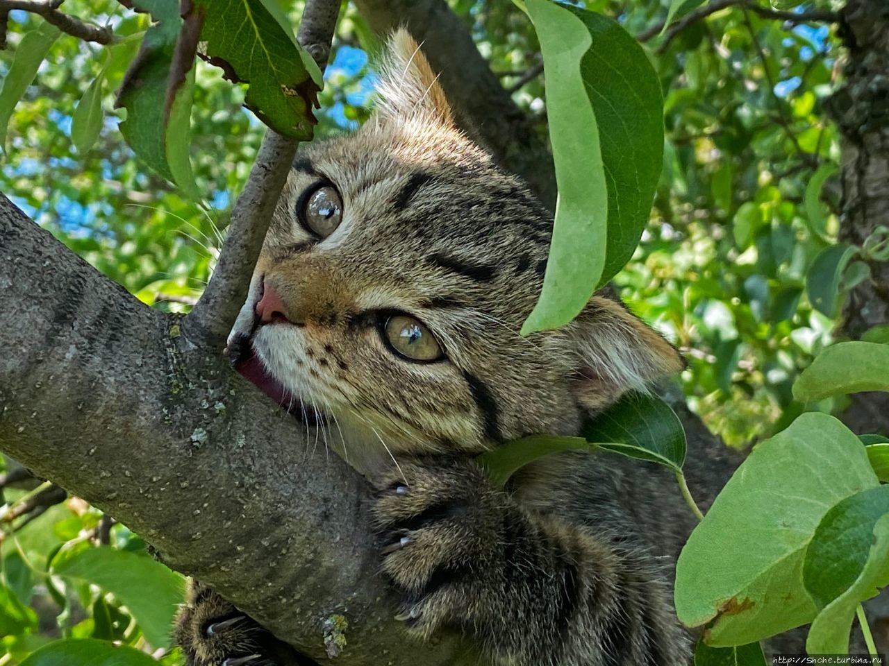 8 августа — Всемирный день кошек (World Cat Day) Рогань, Украина