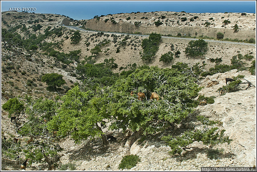 Они ловко взбираются на деревья. Это — довольно уникальное явление. Вот они — рыжие — сидят на дереве, как птицы. Часто экскурсионные автобусы специально останавливаются в подобных местах, чтобы туристы поснимали коз...
* Эссуэйра, Марокко