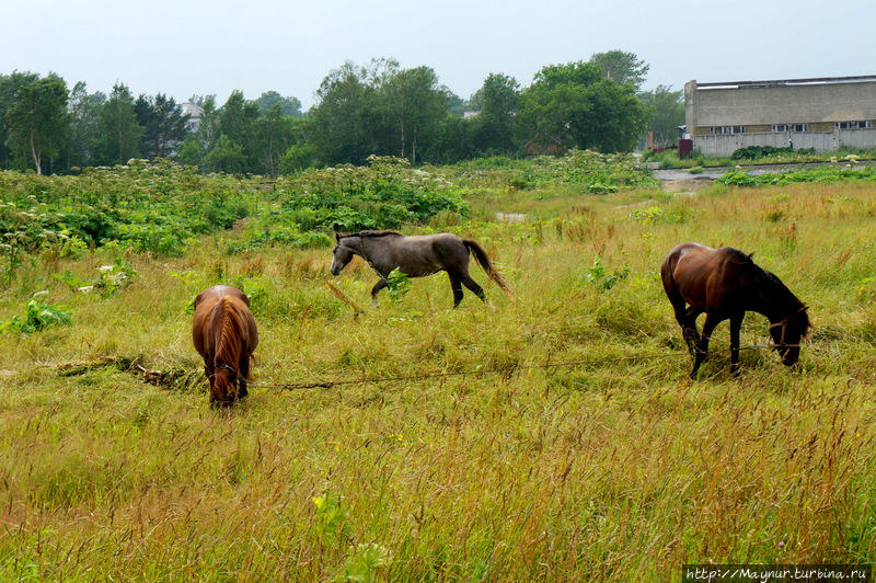 уловив  момент  побежал  в  ее  сторону. Южно-Сахалинск, Россия