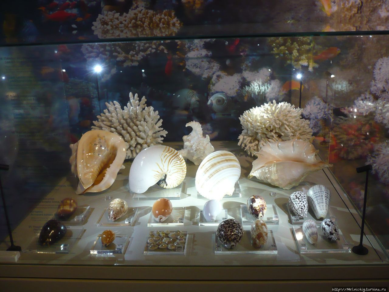 Музей мирового океана Светлогорск, Россия