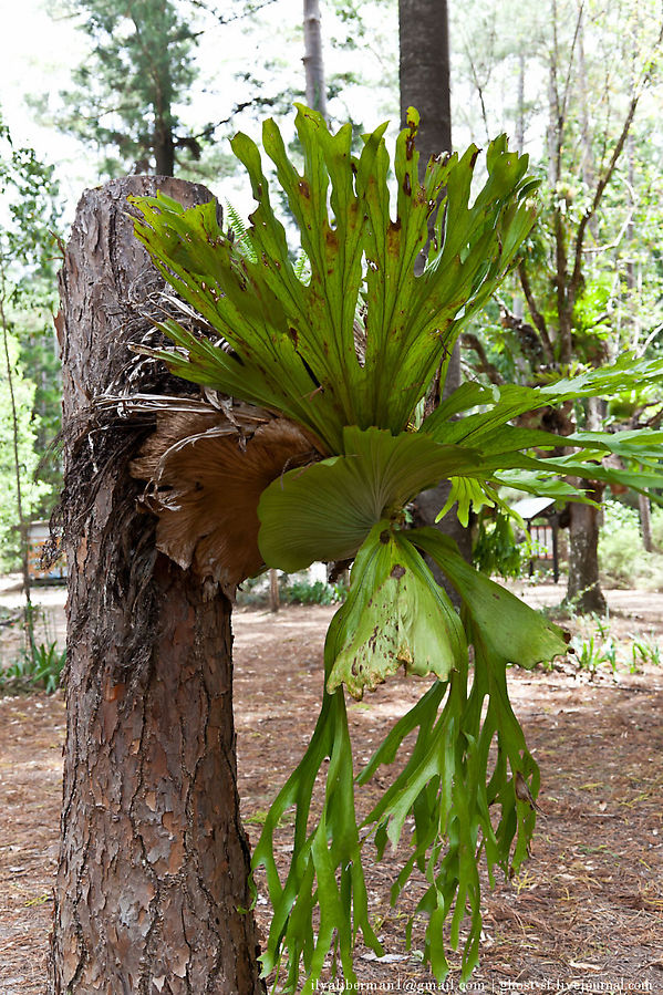 что то выросло на дереве, раньше нигде такого не видел