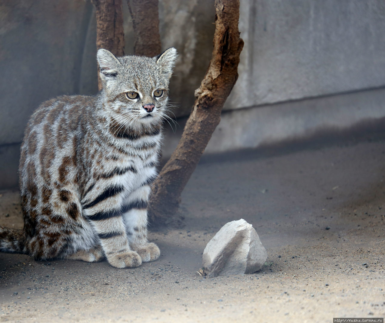 Зоопарк Лимы Лима, Перу