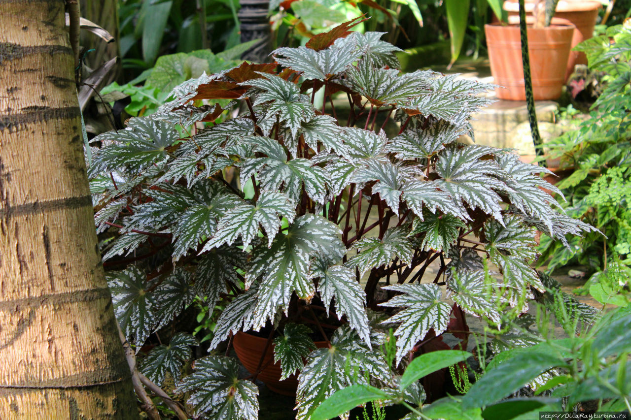 Скажем, всем известные бе