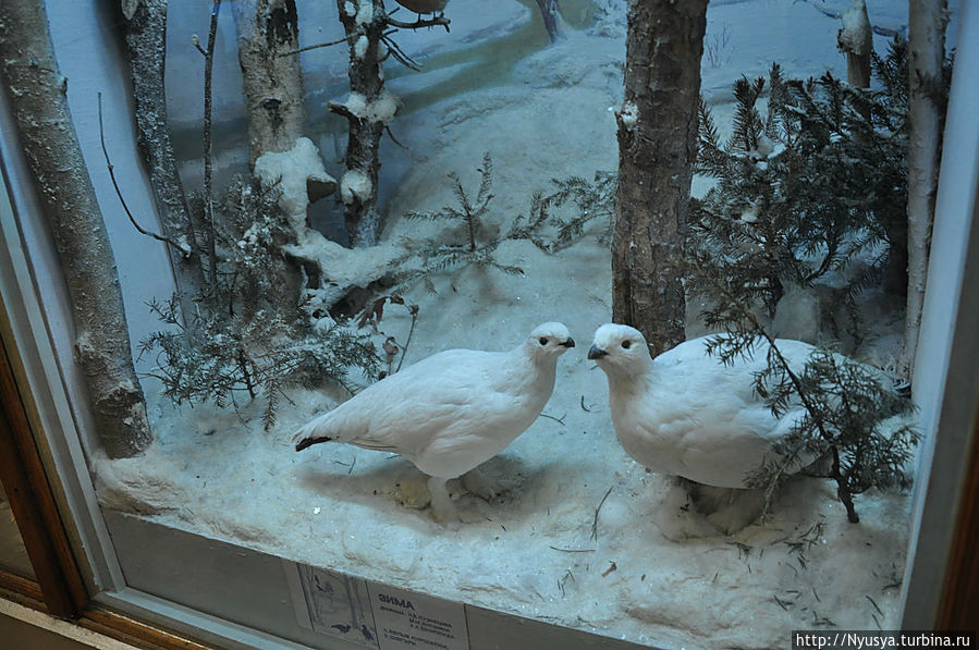 Зимние куропатки