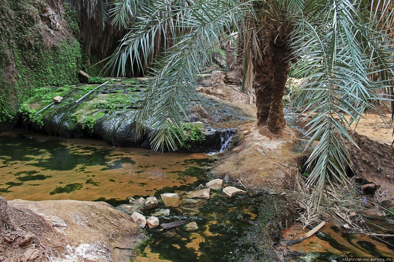 Оазис Тержит Тержит, Мавритания