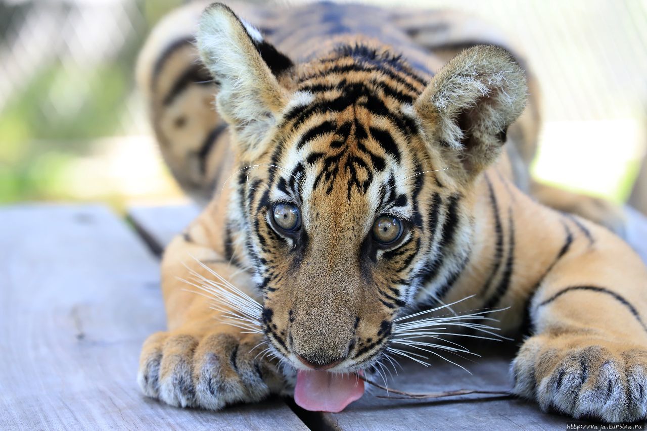 Парк Тигров в Паттайя Паттайя, Таиланд