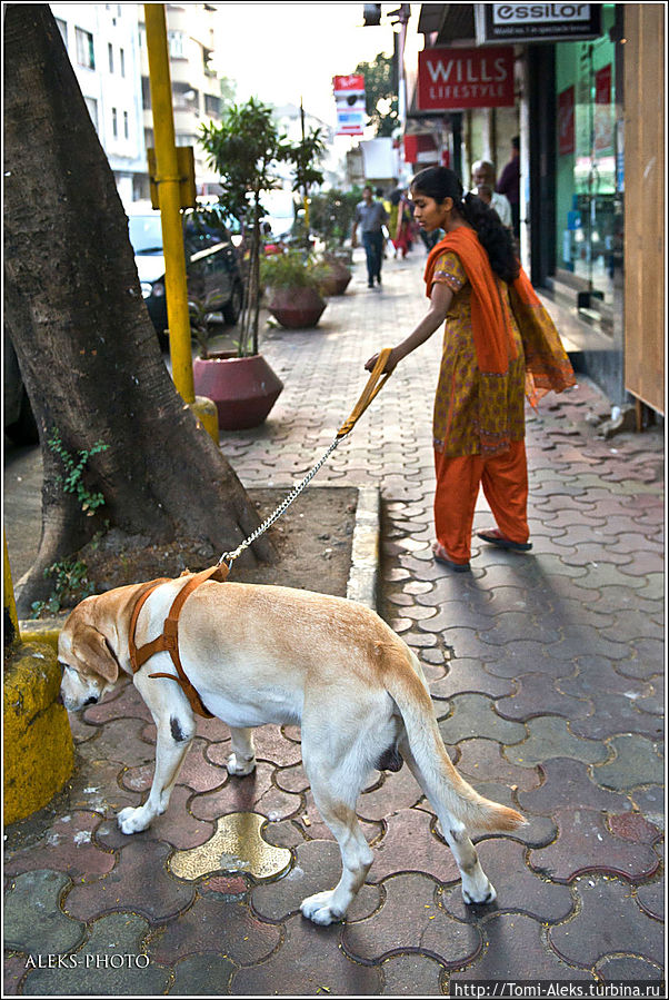 Хорошо, когда у собаки есть хозяин. Особенно, если он — богатый. Он может нанять себе специального человека, который будет выгуливать его питомца. Такую колоритную парочку мы встретили в районе Колаба...
* Мумбаи, Индия