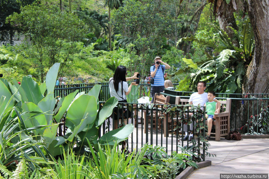 Ботанический сад  Сингапура Сингапур (город-государство)