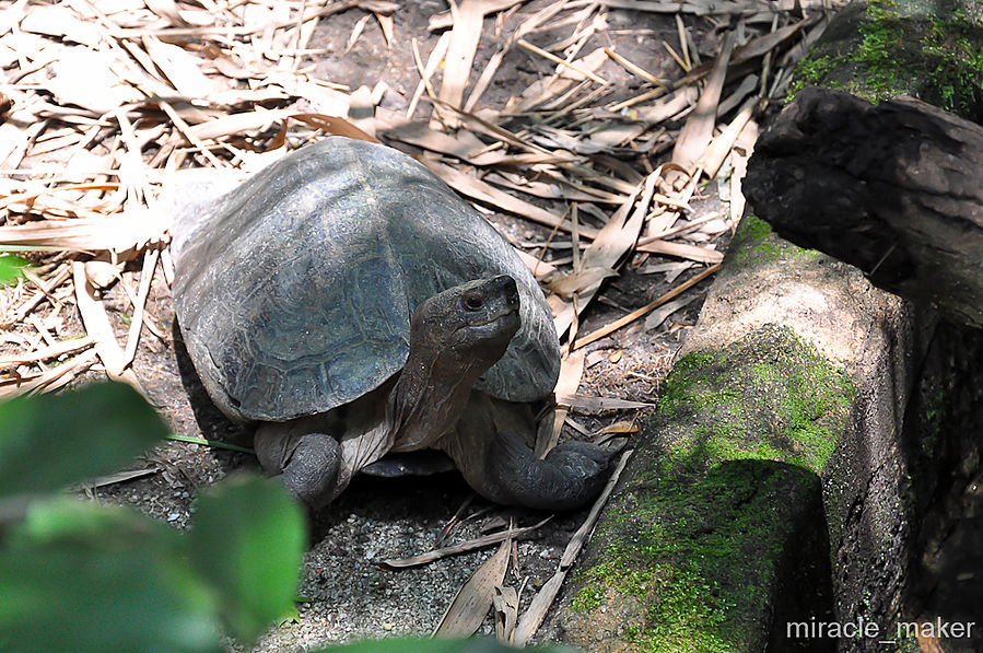 В Сингапурском зоопарке есть очень интересный вид гигантских черепах, вес которых может в пять раз превышать вес человека. Но на фото не она, эта небольшая черепашка случайно проползала мимо и попала в кадр. Сингапур (город-государство)