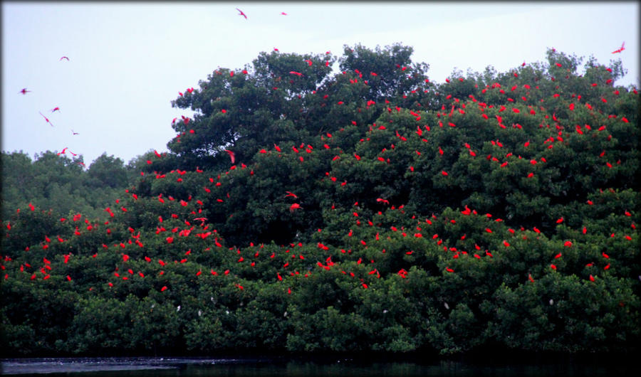 Полет красного ибиса или пернатое чудо острова Тринидад Карони, Тринидад и Тобаго