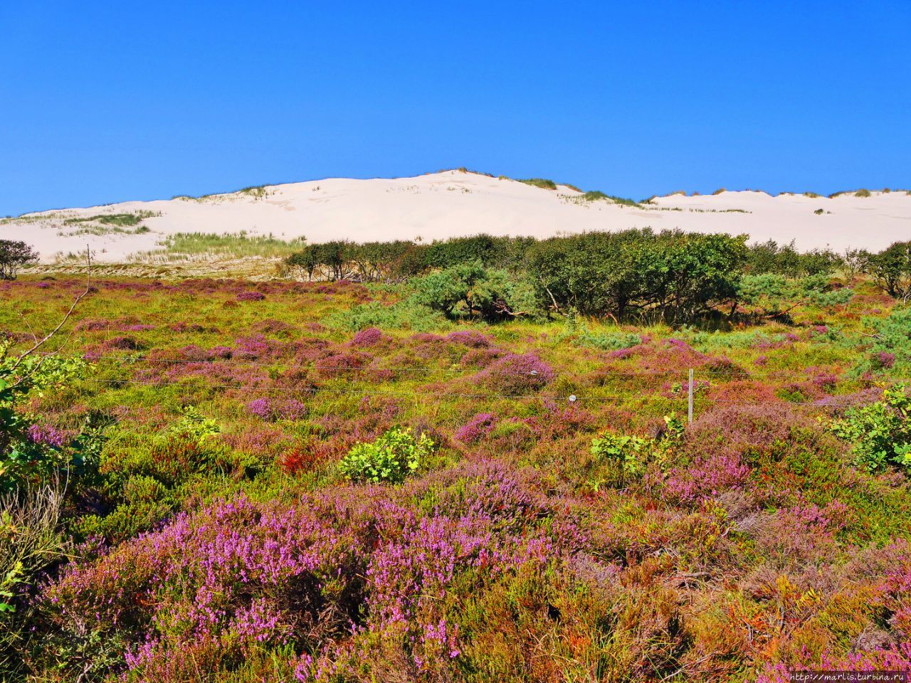 Коричневые дюны в августе. фото из интернета Берген (Голландия), Нидерланды