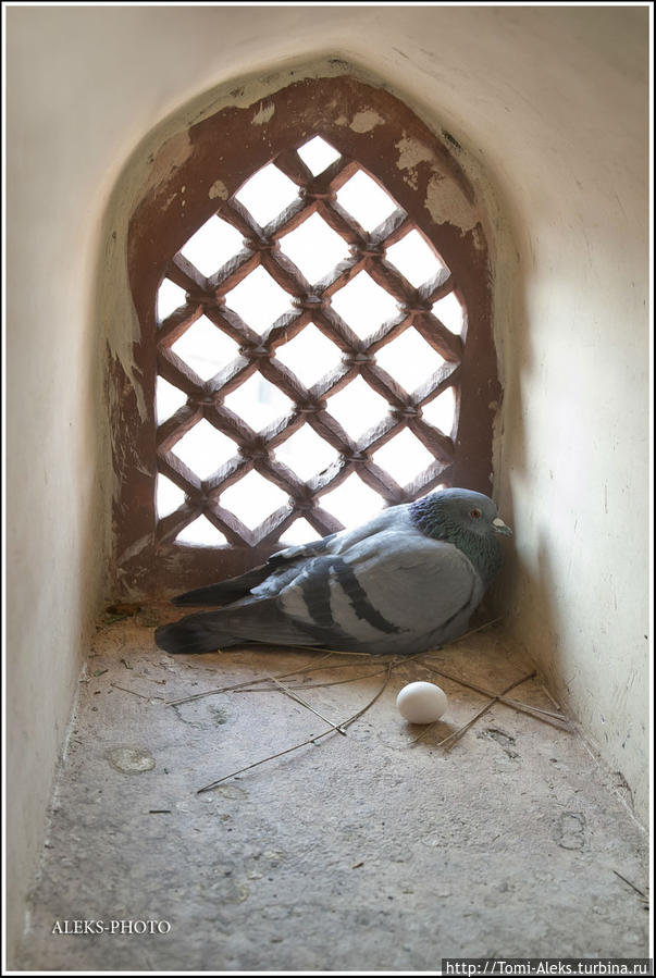 Напоследок, после посещения башни нашему взору открылась вот такая милая картинка. Это создание снесло яичко прямо в башне, хотя здесь все время курсируют вверх-вниз туристы... Джайпур, Индия