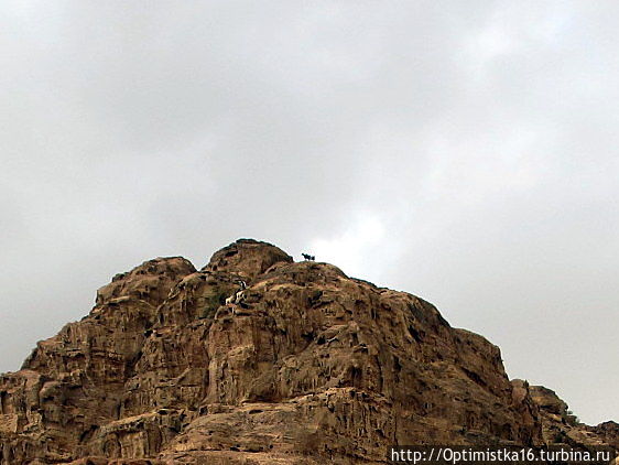 На вершине горы мы заметили горных козлов Петра, Иордания