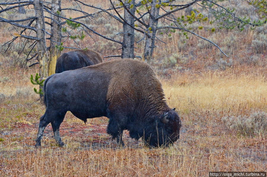 Американский бизон (лат. Bison bison).Вид полорогих млекопитающих, подсемейства Bovinae. Йеллоустонский национальный парк. США. На территории Йеллоустонского биосферного заповедника находится около 4000 тысяч бизонов. Что является одним из самых больших мест обитания. Йеллоустоун Национальный Парк, CША