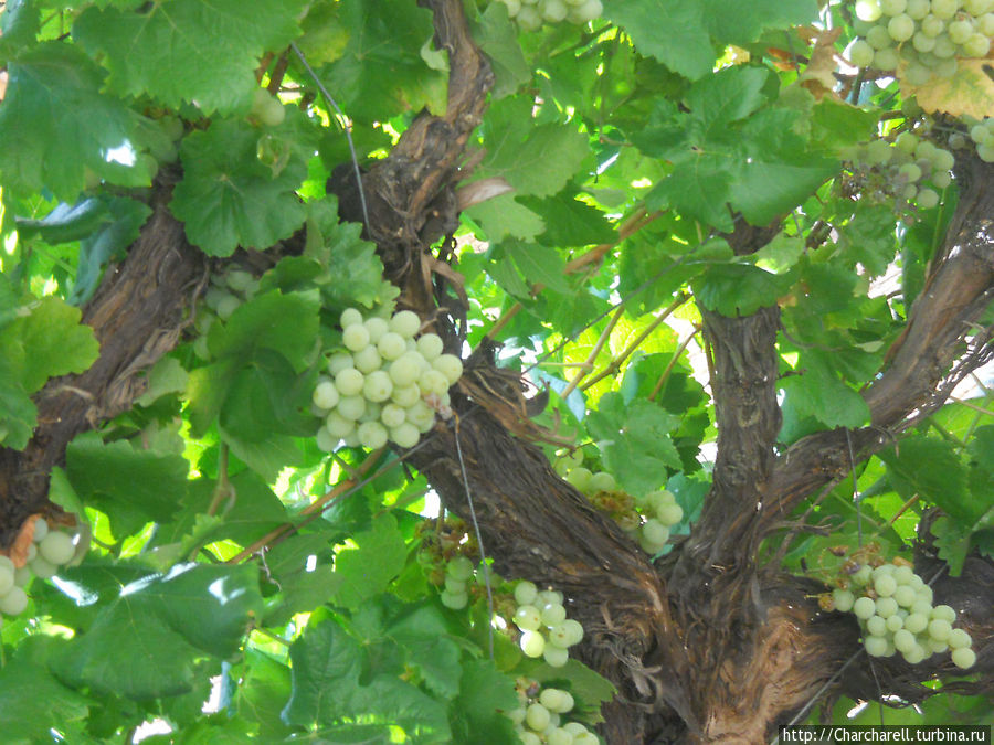 Виноград Гранада, Испания