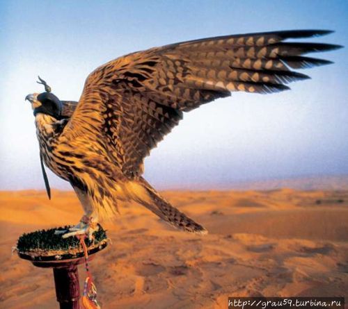 Животный мир Палестины Палестина