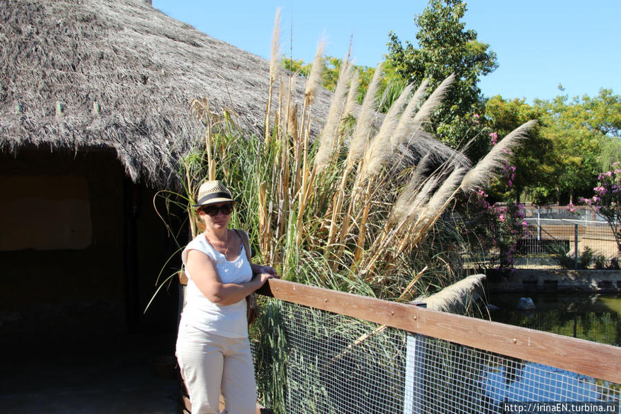 Крокодиловая ферма Торремолинос, Испания