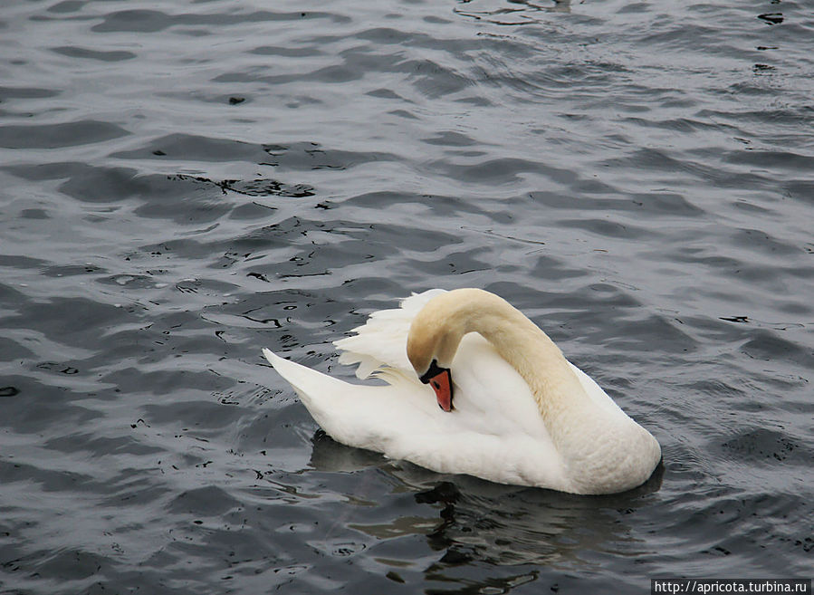 белые лебеди, зимующие в Севастополе