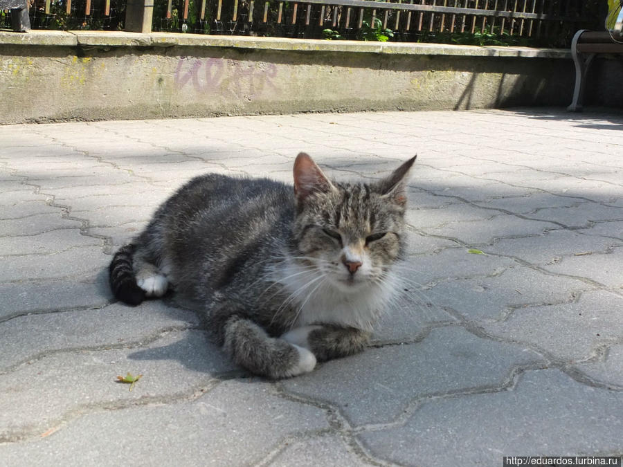 Мурчащие коты, яркие и не очень))) Санкт-Петербург, Россия