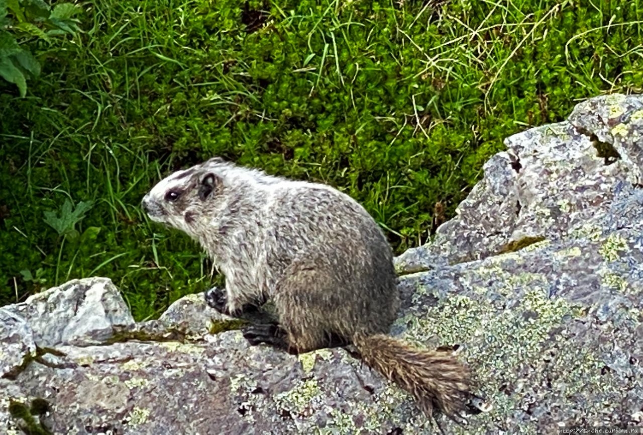 Животный мир Аляски. Alaska marmot — аляскинский сурок Национальный парк Кенай-Фьордс, CША