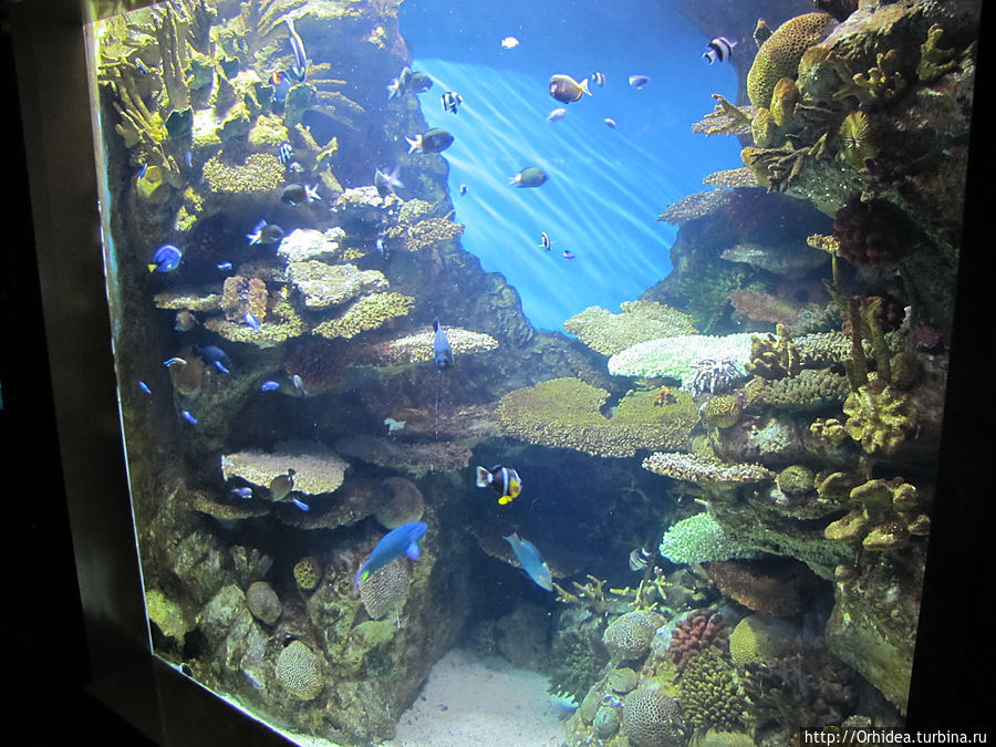 Обитатели барселонского аквариума Барселона, Испания