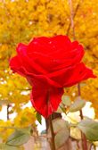 А это розы чудных палисадов Павловской Слободы. Помнится, погода была пасмурная, но сочетание красного с жёлтым настроение поднимает.