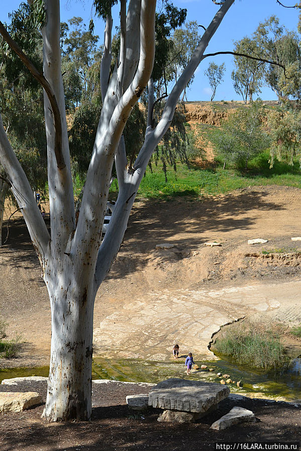 Внимание! Появилась вода! И какой-то гигантский эвкалипт.