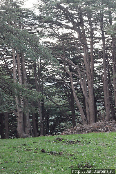 Хвойные леса в горах Северной Африки Блида, Алжир