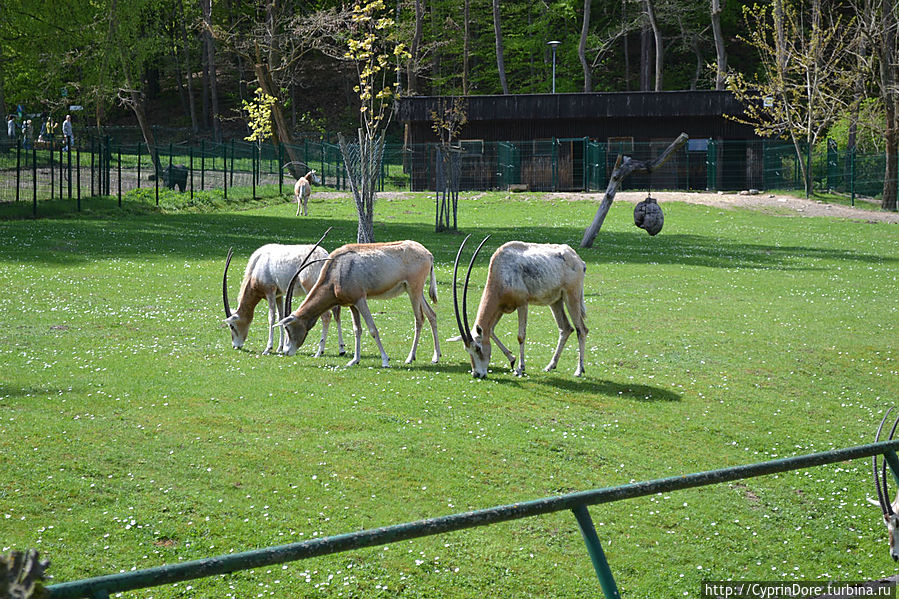 Гданьский зоопарк — Oliwa Zoo Гданьск, Польша