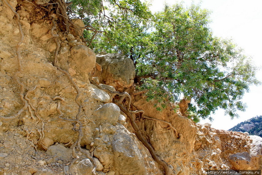 Умение деревьев цепляться за жизнь просто поражает... Остров Крит, Греция