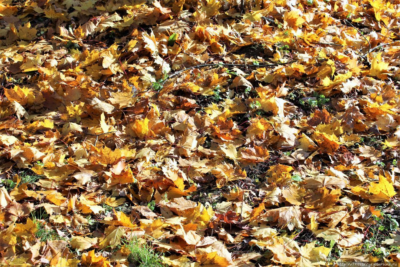 Золотая осень в Павловском парке, какой не было 130 лет #2