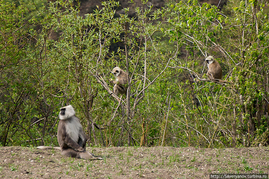 Нападение обезьян — лангуров на поля