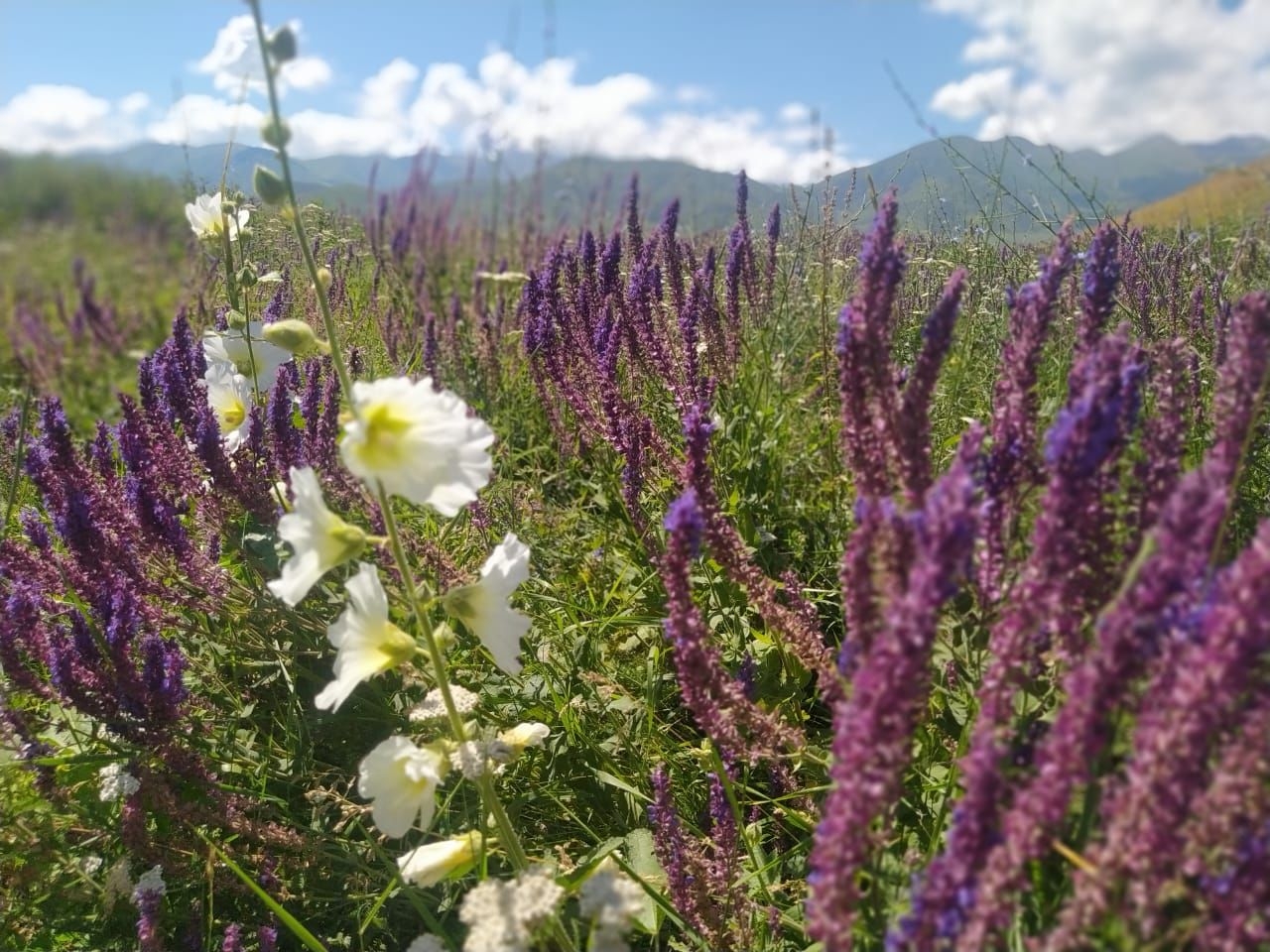 Выезд из Бишкека и цветочная поляна. Ч.5 Чуйская область, Киргизия