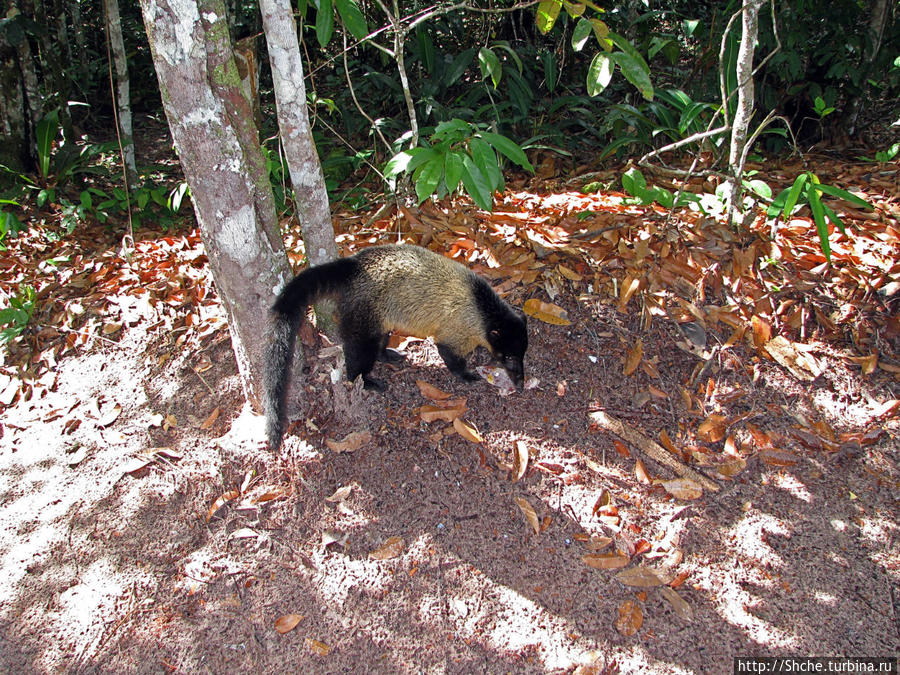 Знакомимся с коати Национальный парк Канайма, Венесуэла