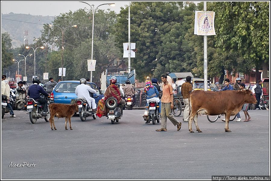 Вот они — святые животные. Часто перегораживают путь всему потоку машин...
* Джайпур, Индия