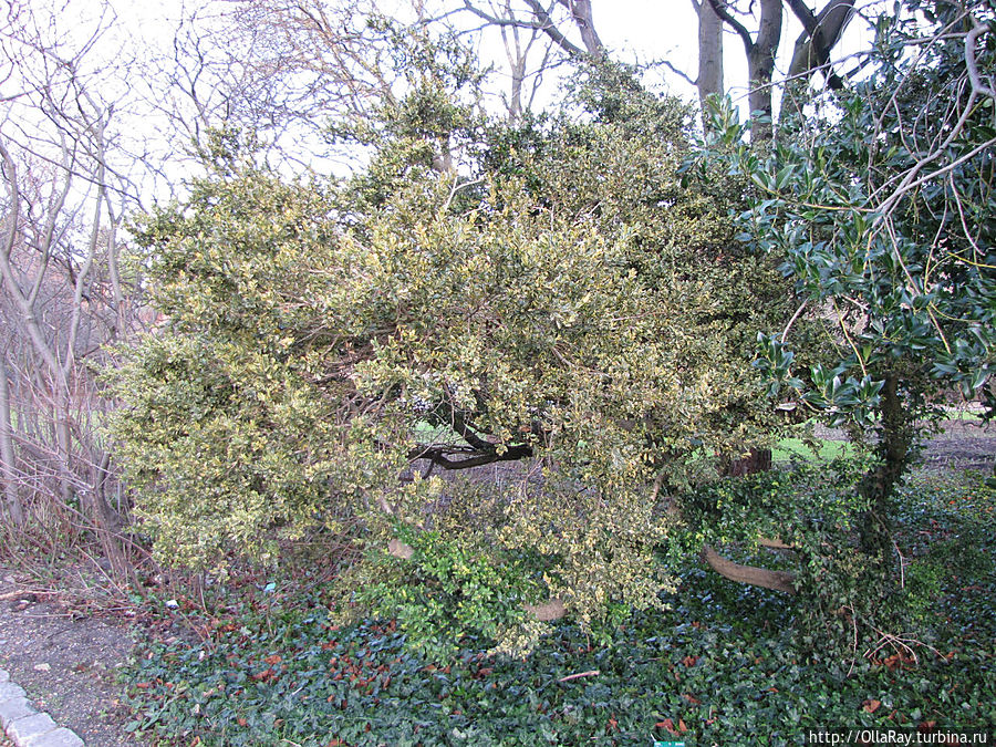 Самшит вечнозелёный ауреовариегата — Buxus sempervirens aureo-variegata Копенгаген, Дания